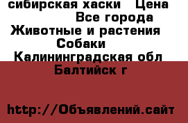 l: сибирская хаски › Цена ­ 10 000 - Все города Животные и растения » Собаки   . Калининградская обл.,Балтийск г.
